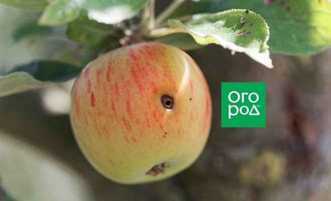 Приспособление для снятия яблок с дерева: 2 варианта плодосъемников своими руками